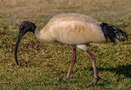 Ibis blancas australianas - «Bin Chicken»