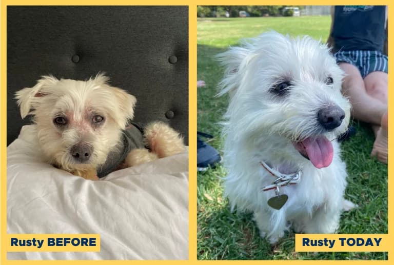 Imagen de Rusty antes y después