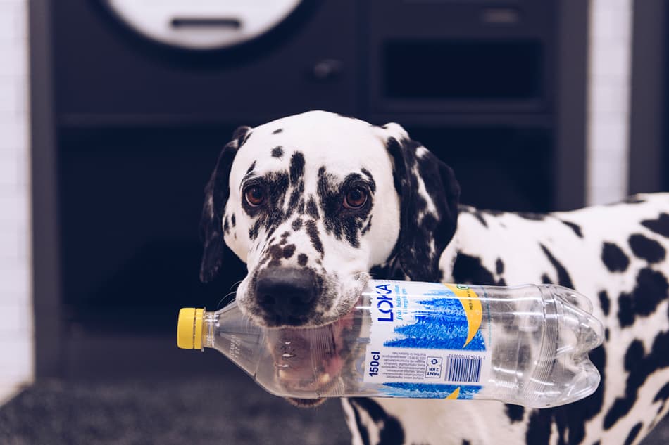 Foto von Gazton, dem Recyclinghund, der eine Verpackung hält