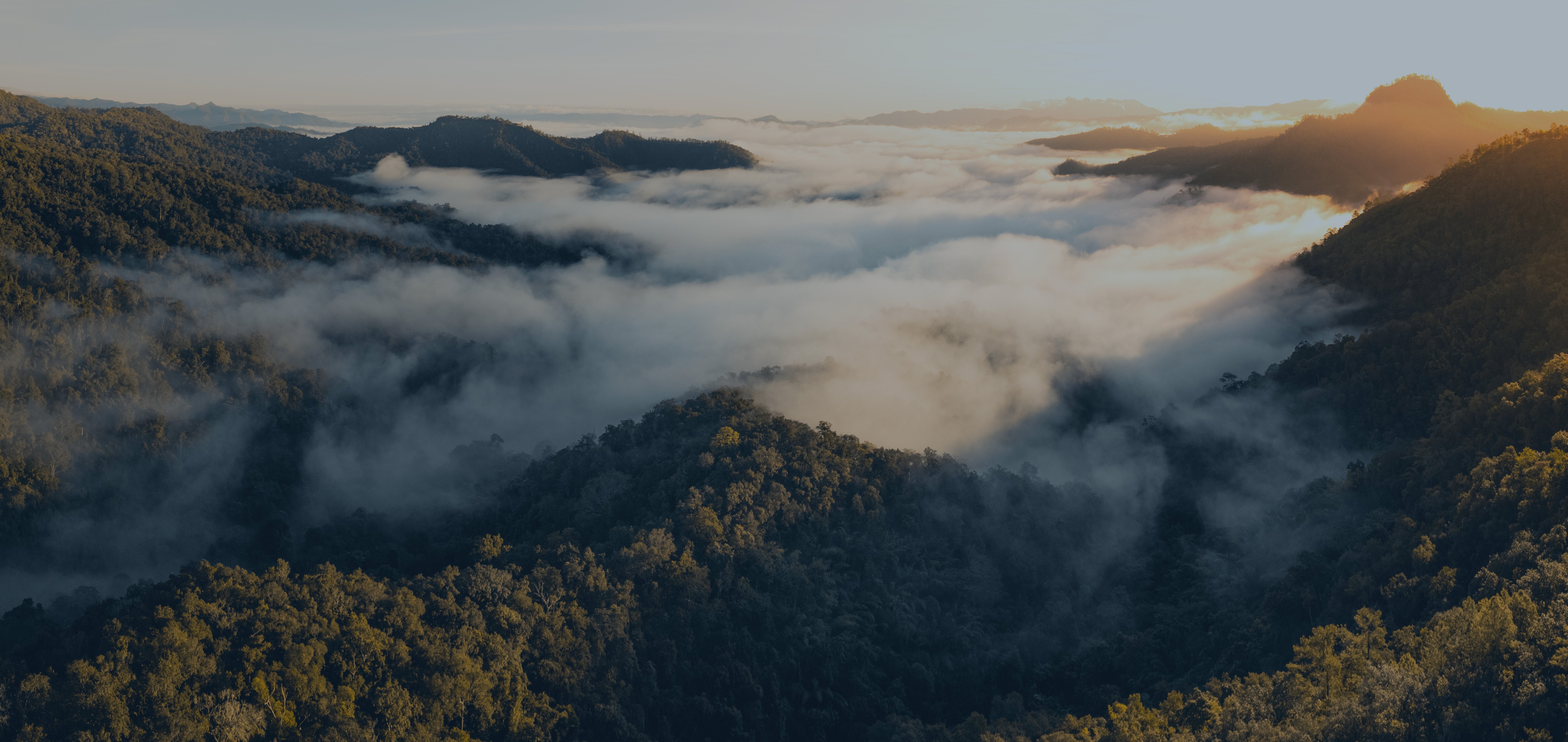 landscape with mountains trees and fog