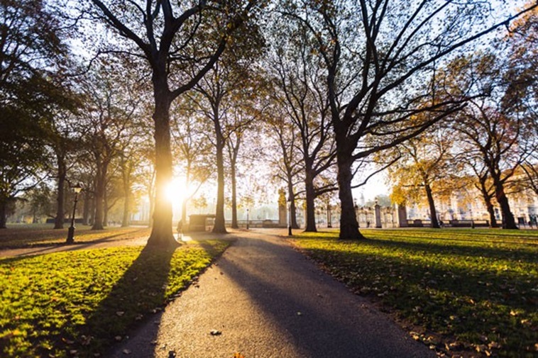 image of trees and sunset