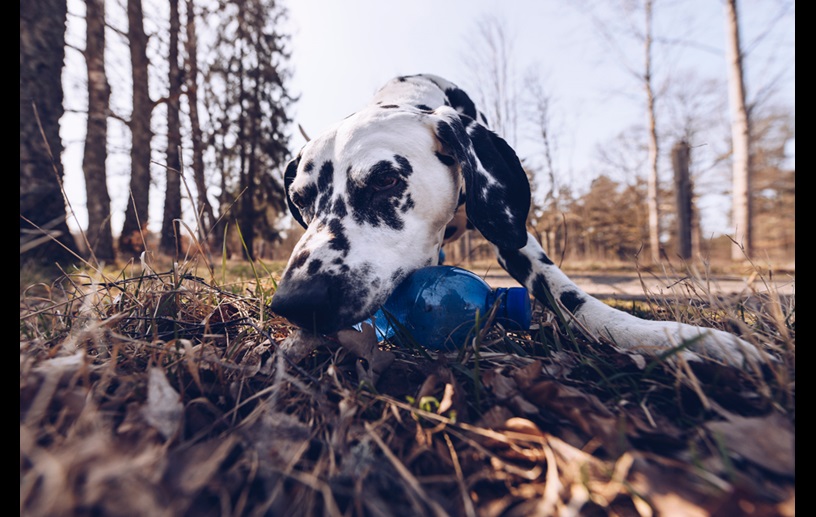 Foto von Gazton, dem Recyclinghund