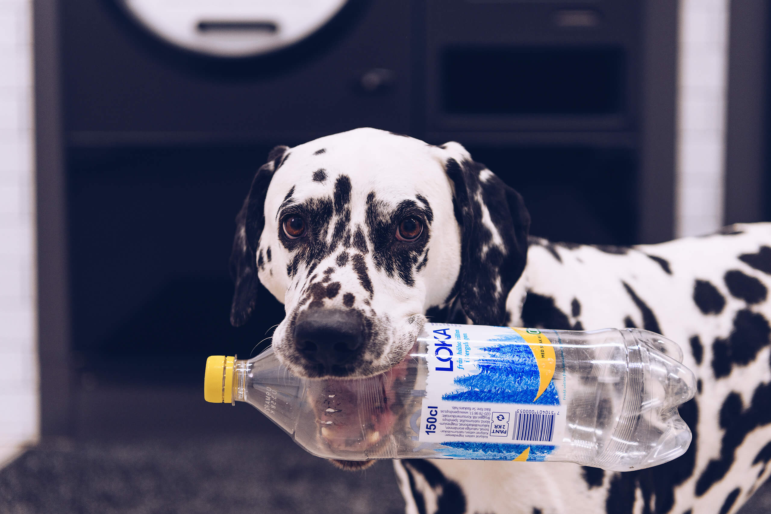 Dog holding bottle