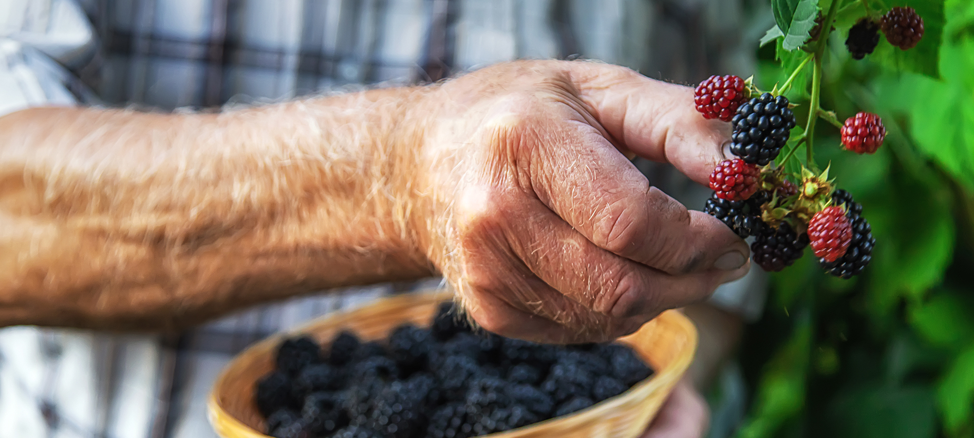 Blackberries farmer
