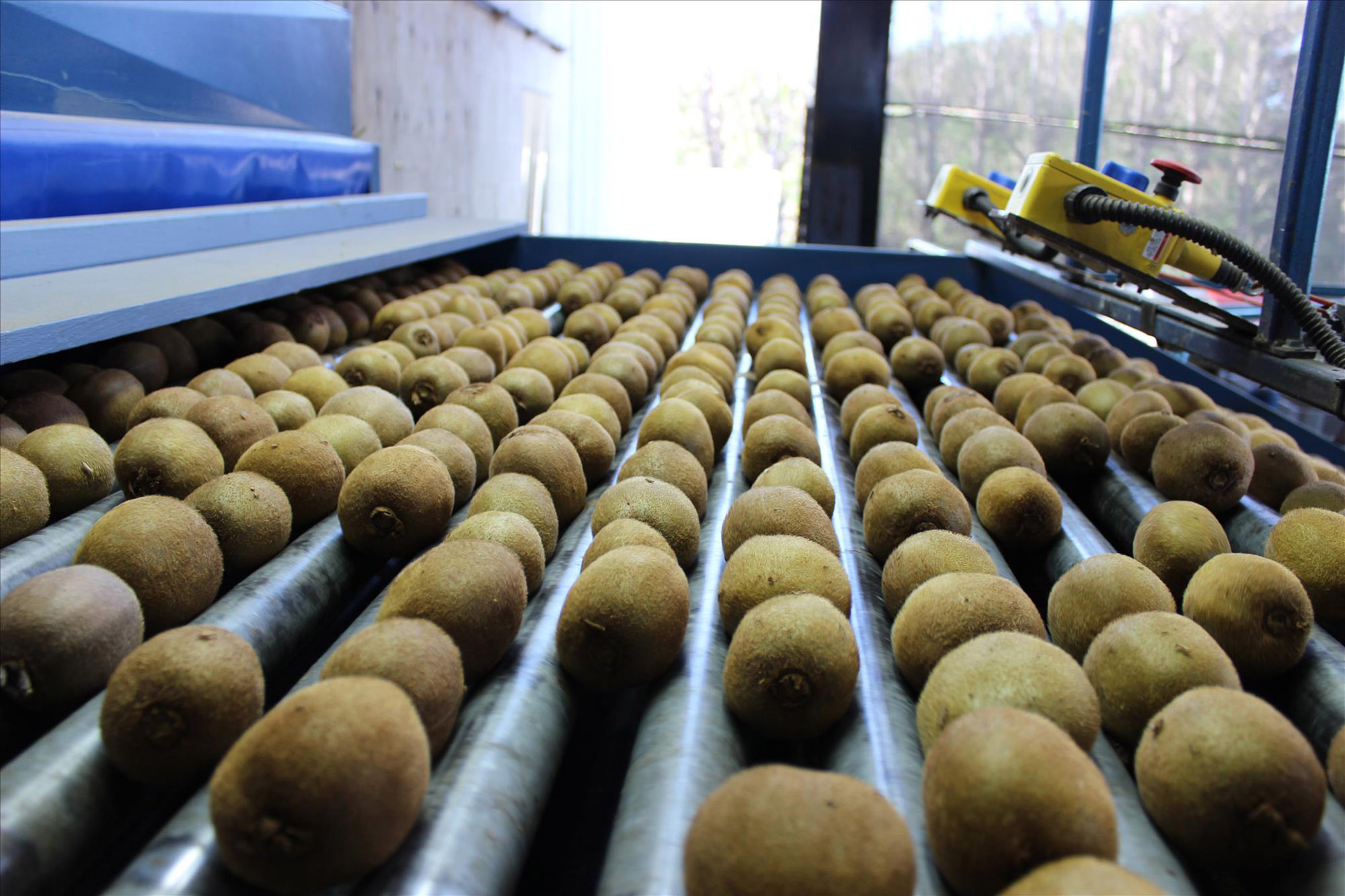TOMRA kiwifruit sorting