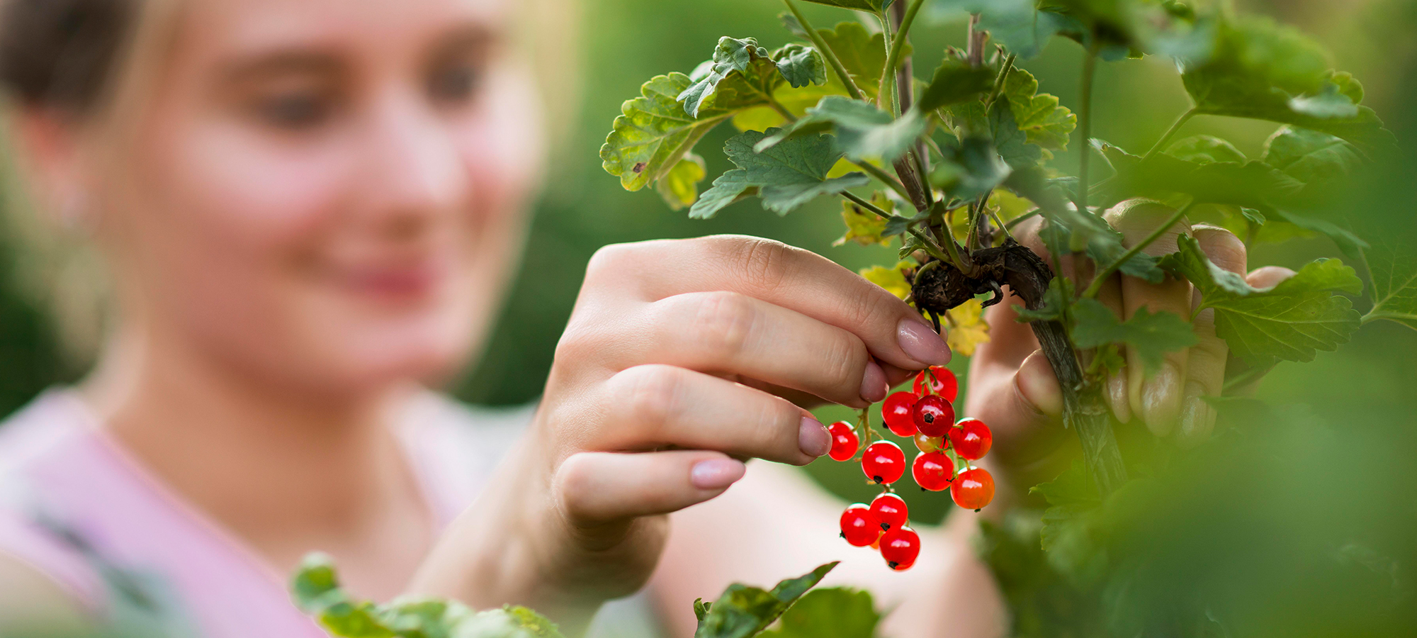Redberries harvesting