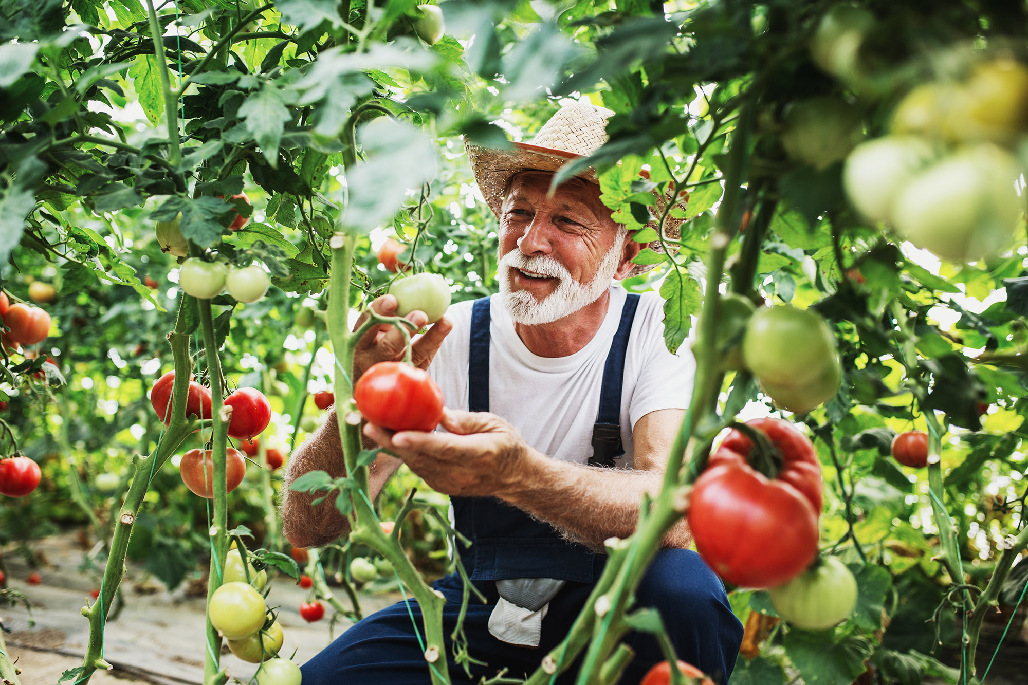 TOMRA tomato sorting