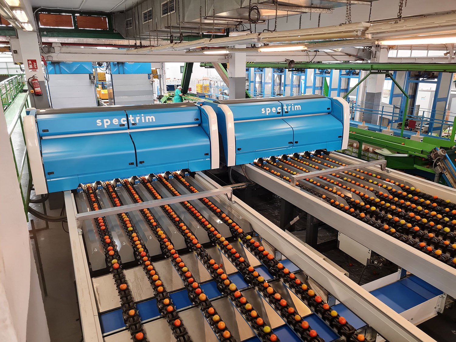 TOMRA tomato sorting