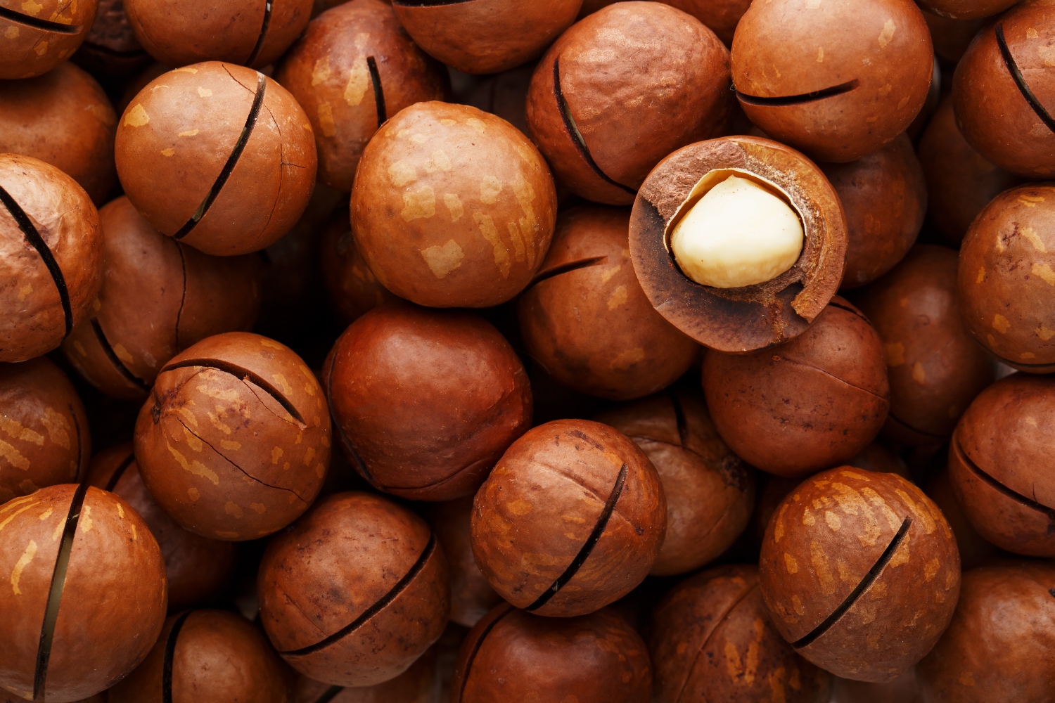 Macadamias-KB-1