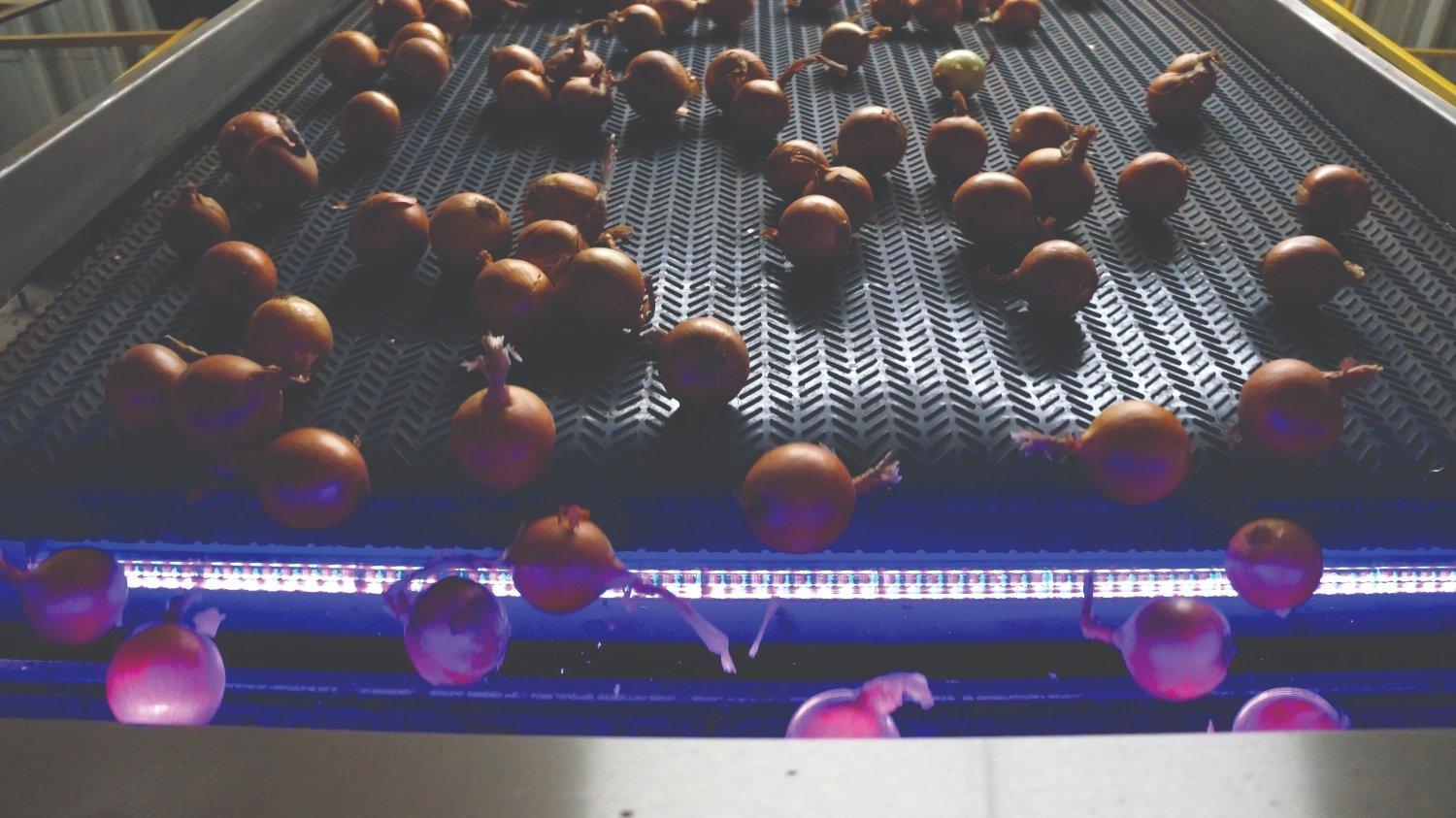 Onions-KB-3