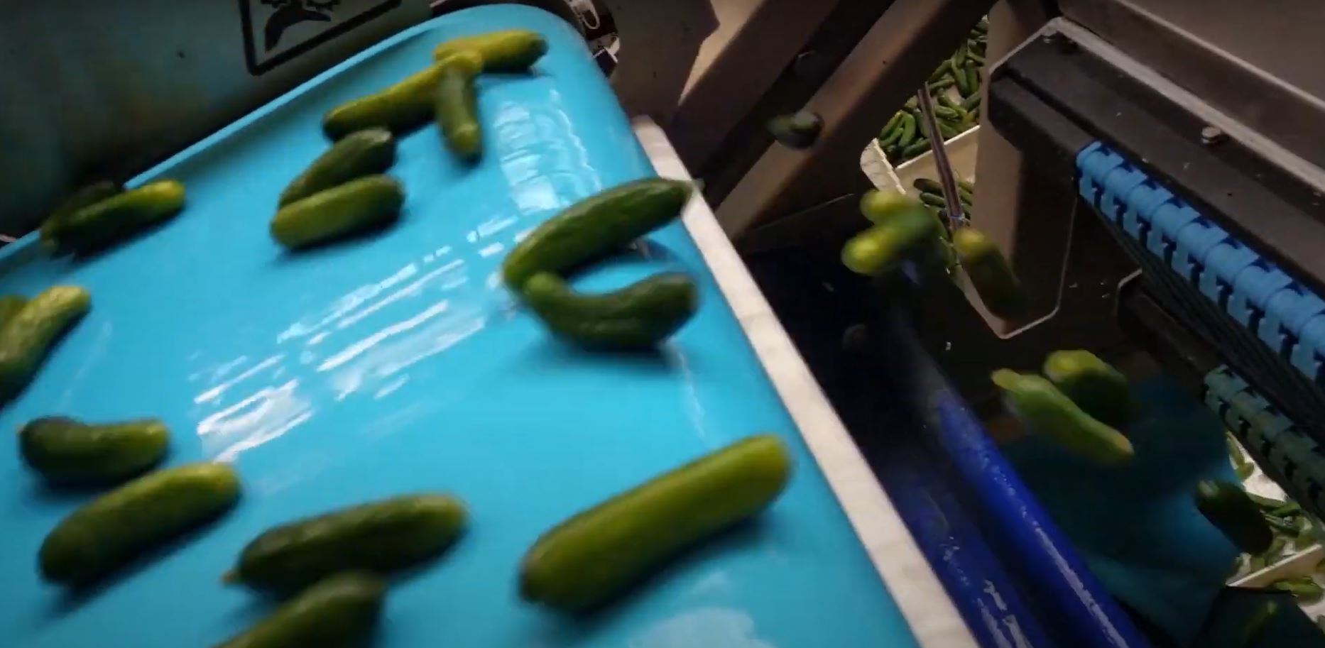 Pickles-Key_Benefits-3