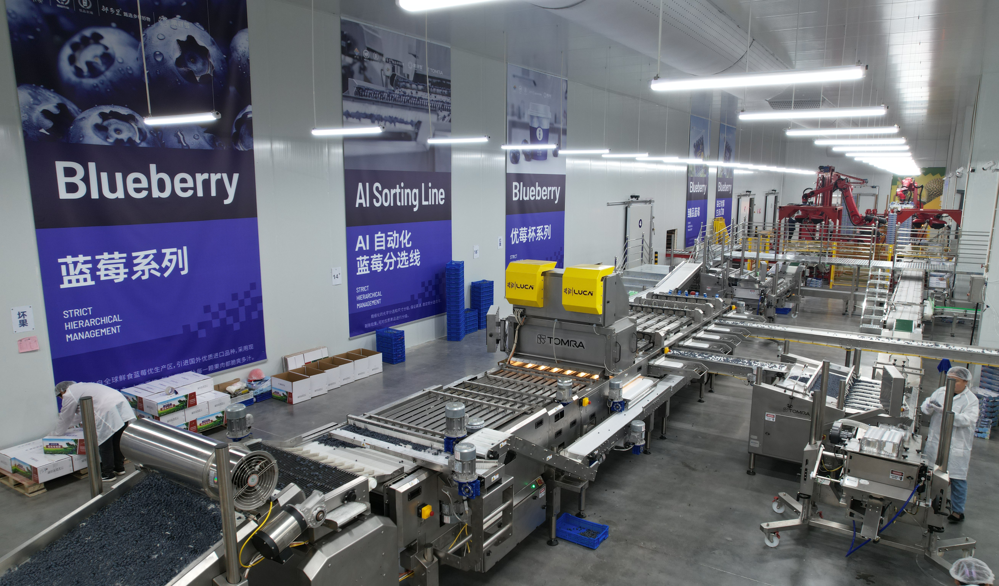 Machines in Decai's automated blueberry packhouse with blueberry posters on the wall
