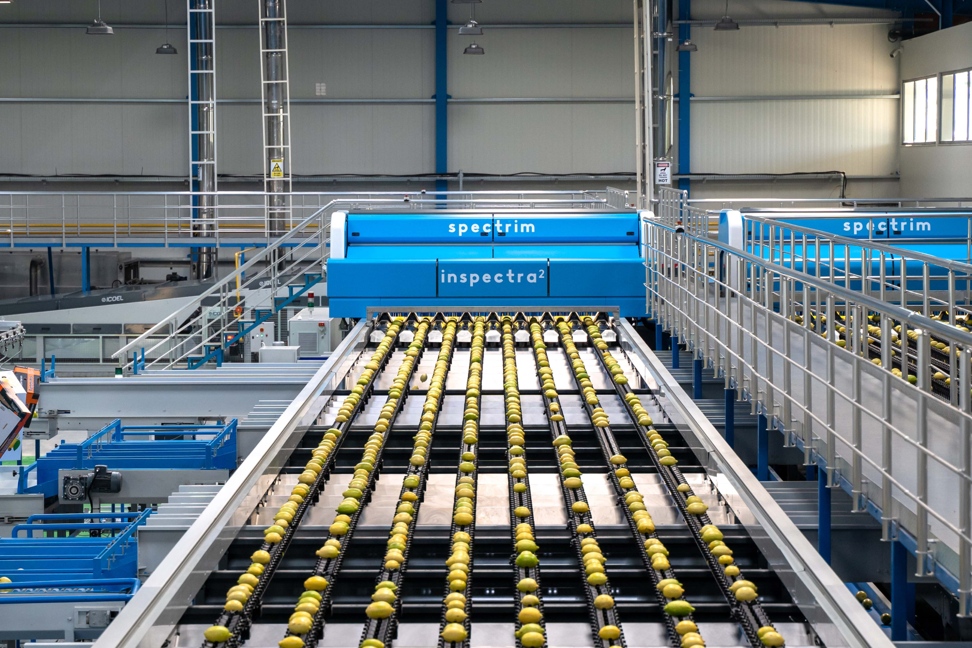 Lemons moving through TOMRA Inspectra