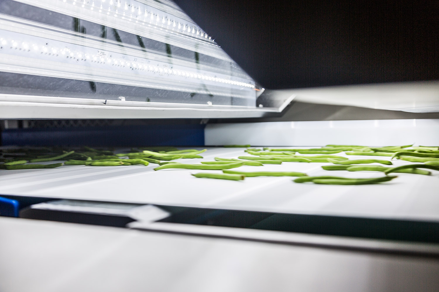 TOMRA 5B のサヤインゲン