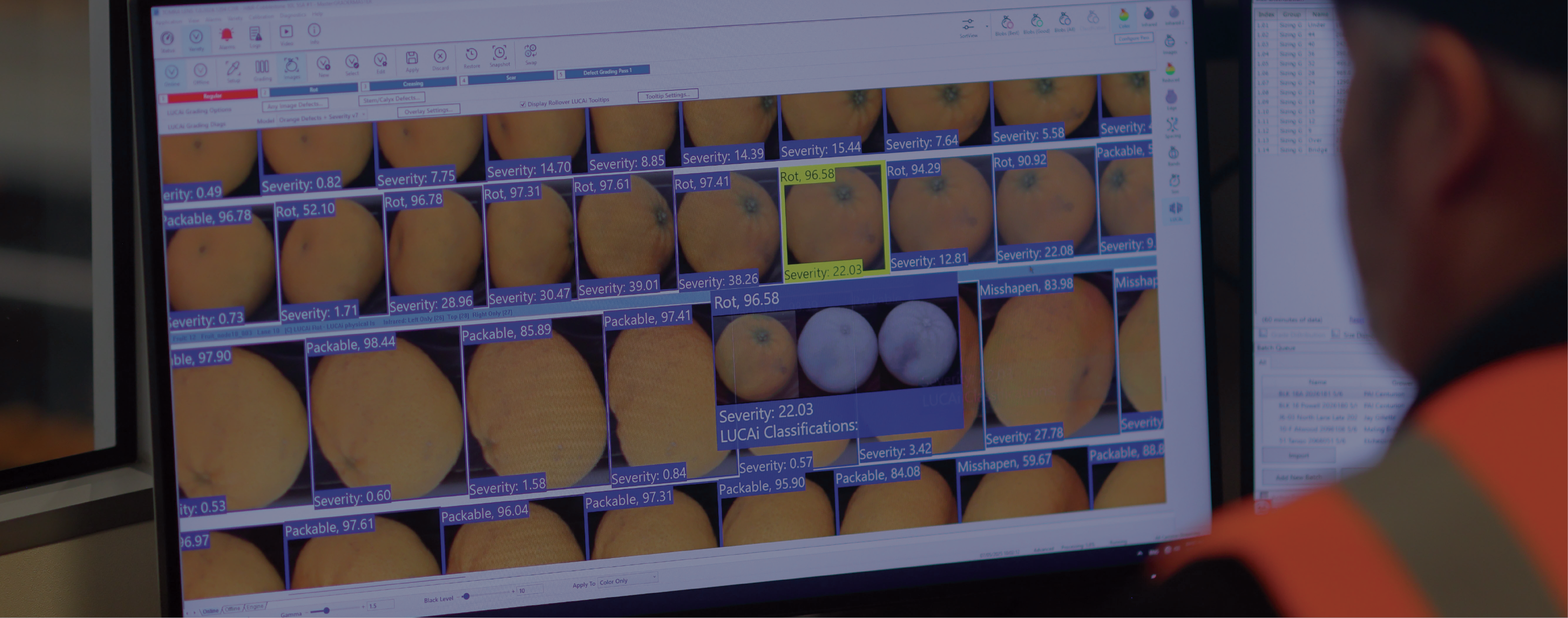 A photo of a person operating the LUCAi user interface on a computer monitor featuring many images of oranges with a severity rating