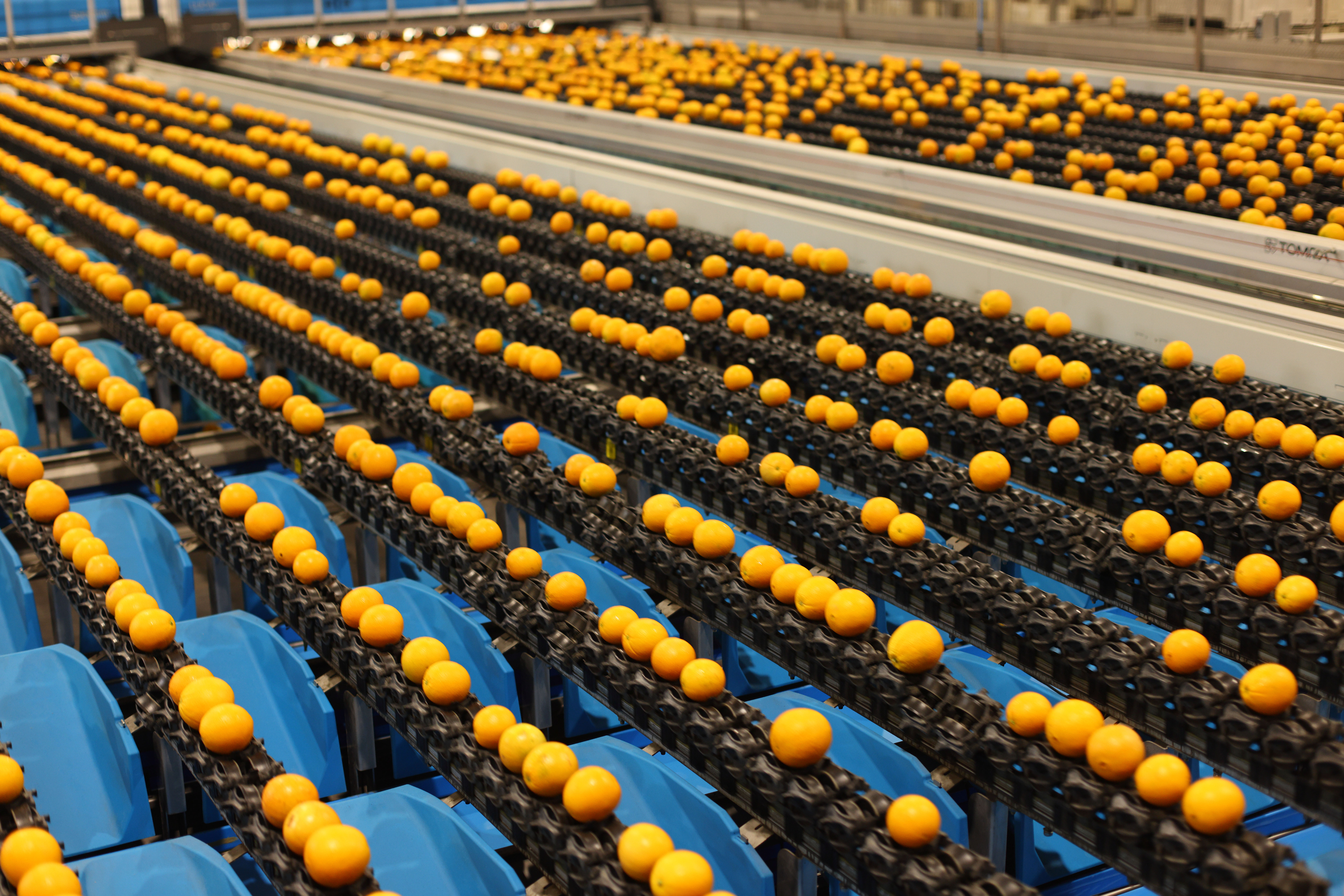 Oranges on a sorting line