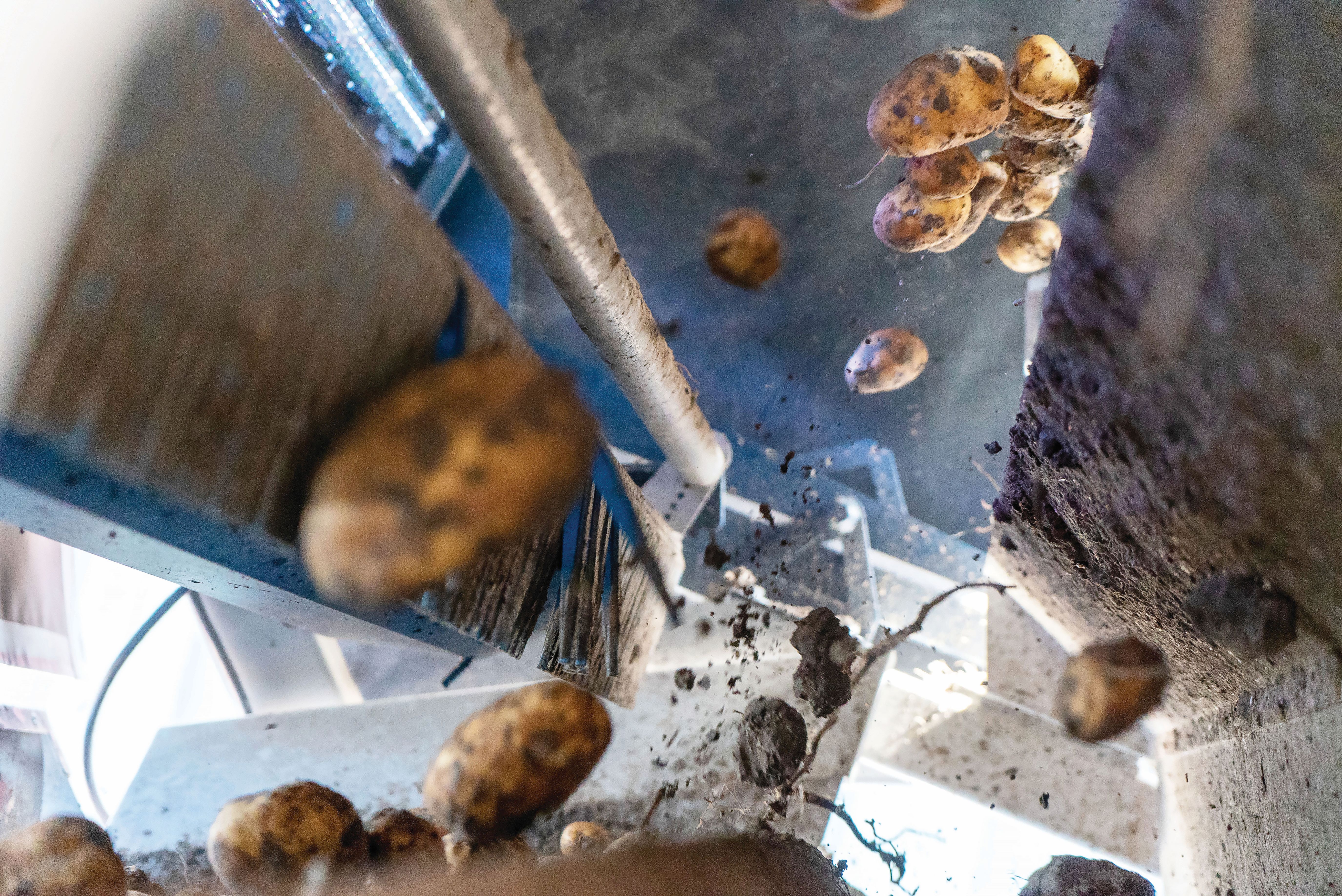 Potatoes and rocks falling through the TOMRA 3A air handling potato sorter