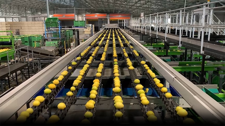 Citrus sorting in tomra machine