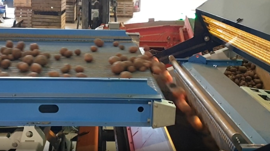 image: Potato on the sorting machine