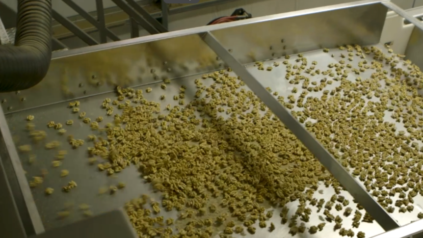 image: walnuts on machine