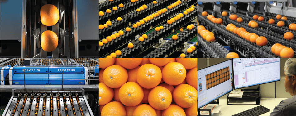 Photos of oranges, oranges on a grading line, and oranges viewed on a computer
