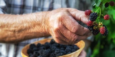Productor de moras