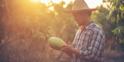 mangoes-hero
