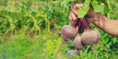 Beets-Hero