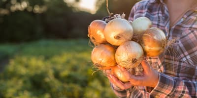 Onions-Hero