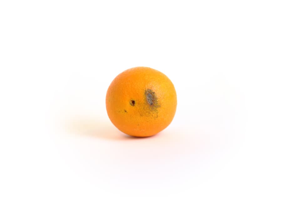 Orange - Rot and Mould