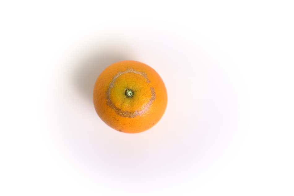 Orange - Thrip 1