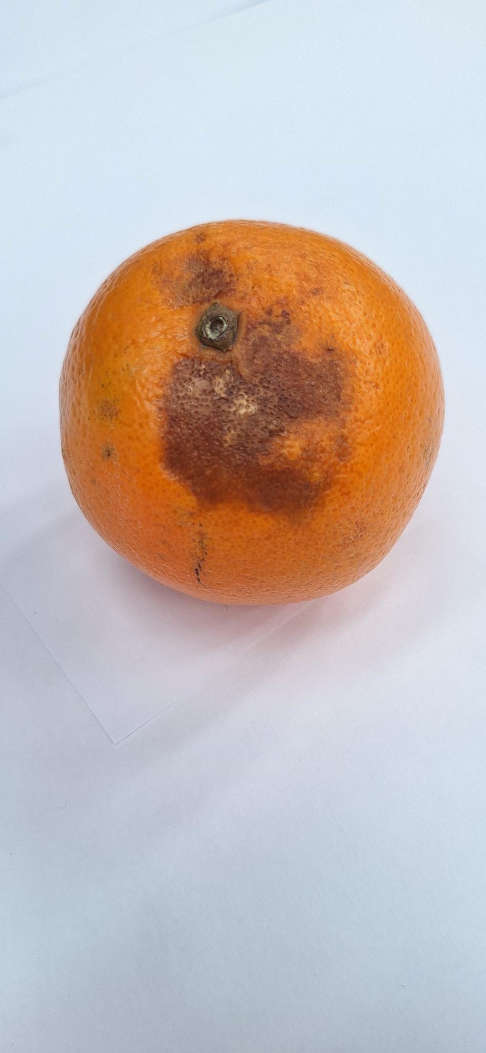 Damaged Racking Orange Orange Defects & Blemishes Guide | TOMRA