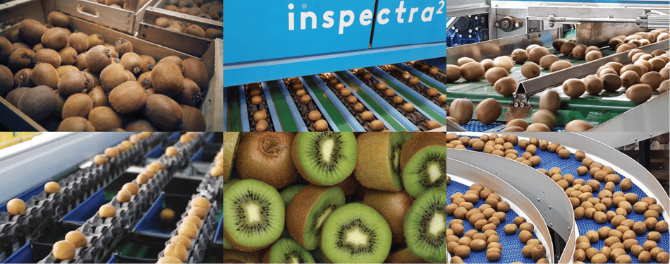 An assortment of images of kiwifruit including whole kiwi, halved kiwis, and kiwifruit traveling through a TOMRA sorting machine