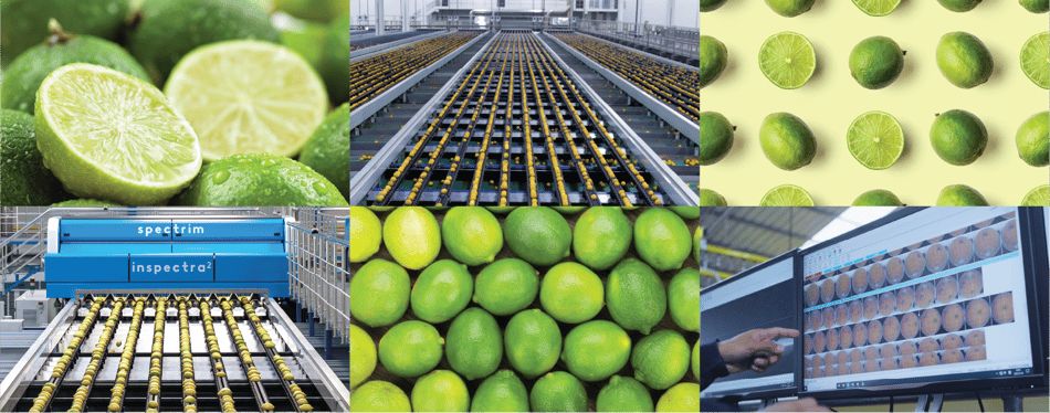 Several photos of limes and limes moving through an optical sorting machine