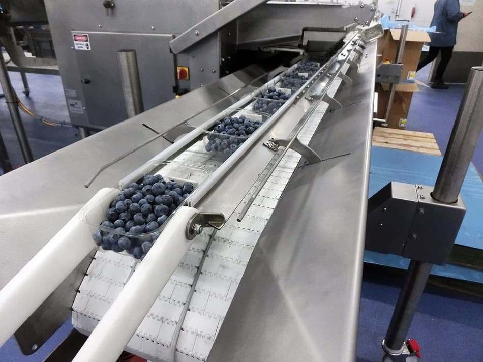 Blueberry Packhouses: Modern Grading & Packing Solutions | TOMRA