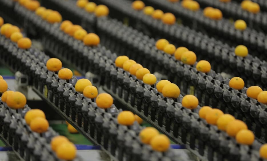 Paramount citrus plant