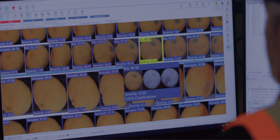 A photo of a person operating the LUCAi user interface on a computer monitor featuring many images of oranges with a severity rating