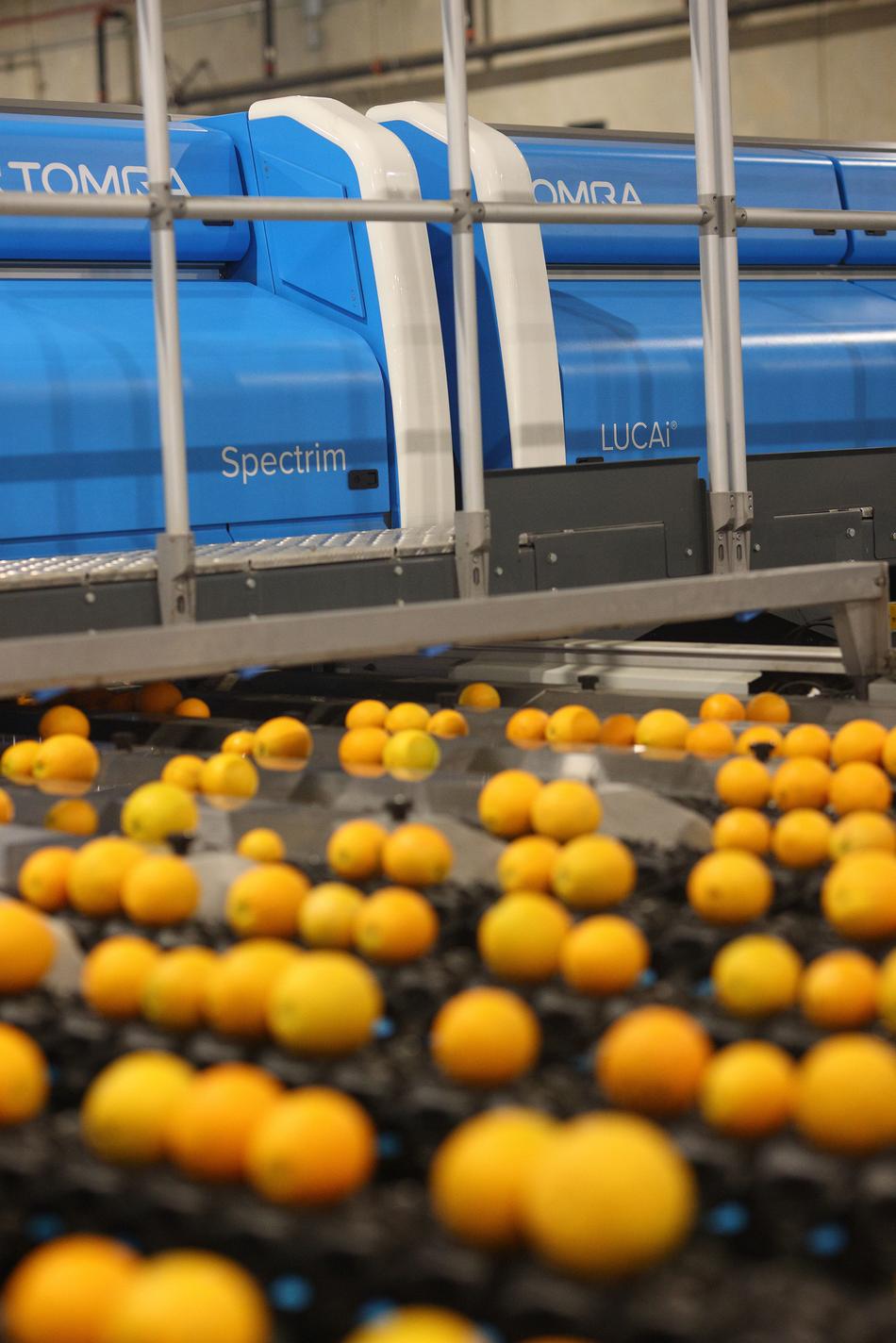 Blue Spectrim Cabinet with mandarins in the foreground