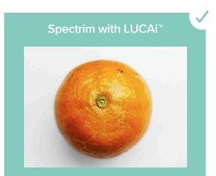 An orange correctly classified with a thrip defect
