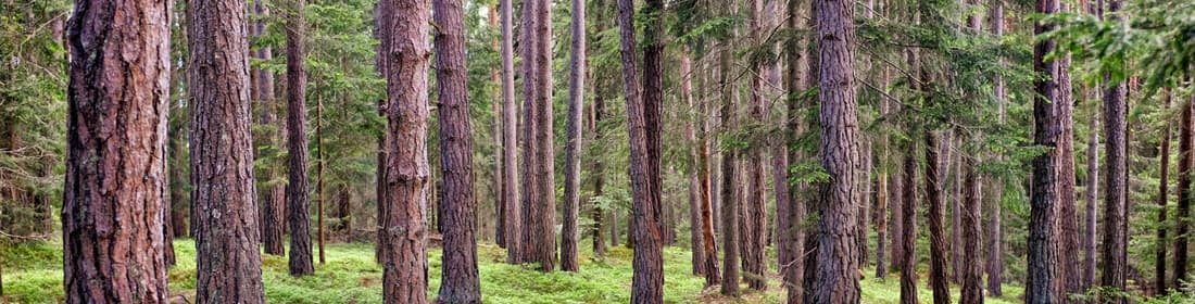TOMRA_Trees are circular by nature-web ver