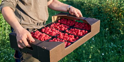 Raspberries harvesting