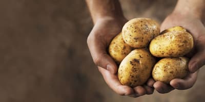 Field_Potatoes-Hero