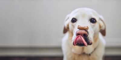 TOMRA Food, golosinas para perros
