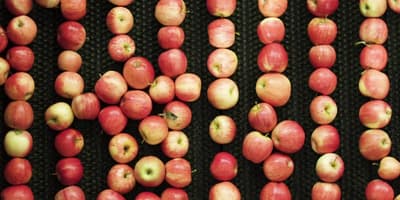 Red apples aligned vertically seen from above against dark background