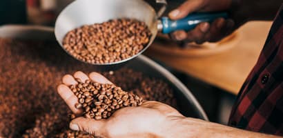 clasificación de granos de café
