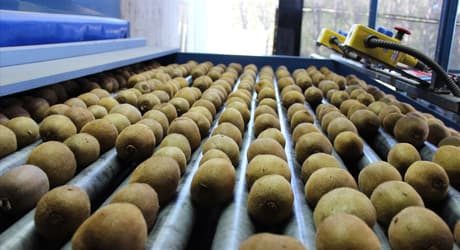 TOMRA kiwifruit sorting