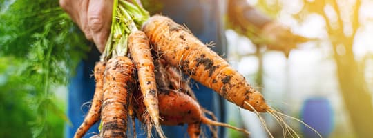 TOMRA Food vegetables sorting