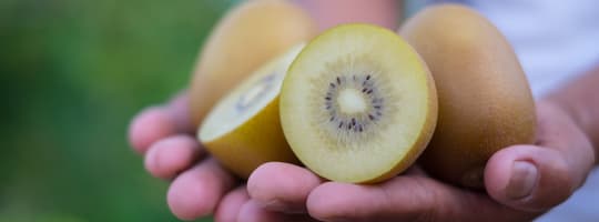 Hands_holding_kiwifruit (1)