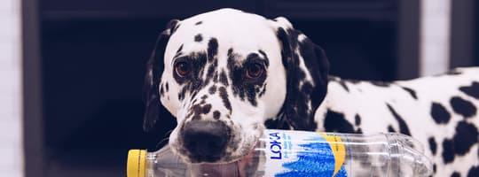 Hund, der eine Flasche hält