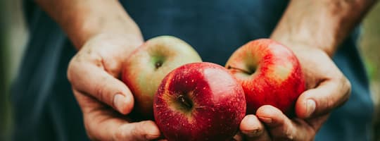 TOMRA apples sorting